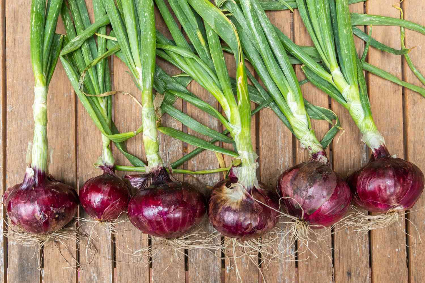 Red Onions